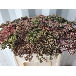SEDUM MATRONA
