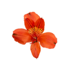 ALSTROEMERIA HAVANERO 080 CM LARANJA