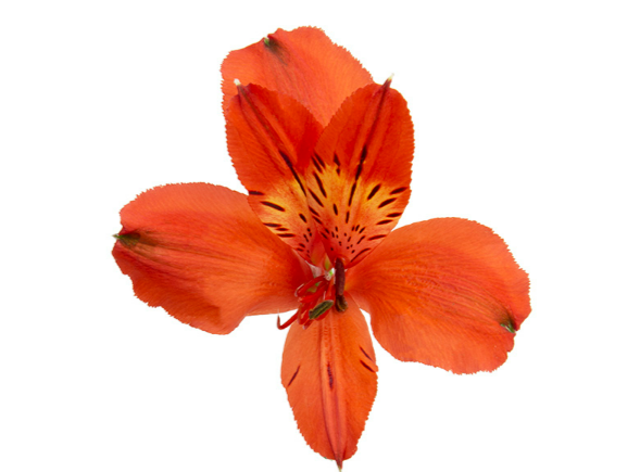 ALSTROEMERIA HAVANERO 080 CM LARANJA