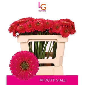 Germini Pomponi Vialli Water
