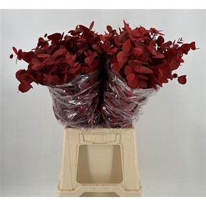 Euca Col Cinerea K Red Rosso