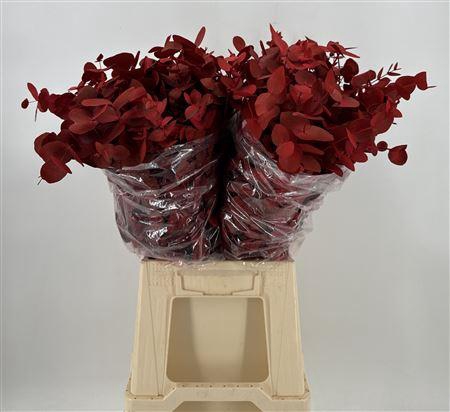 <h4>Euca Col Cinerea K Red Rosso</h4>