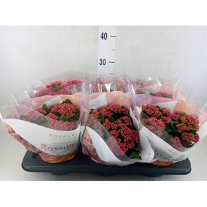 Kalanchoe blos. 'RosDon Victorio'
