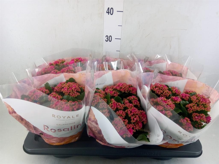 <h4>Kalanchoe blos. 'RosDon Victorio'</h4>