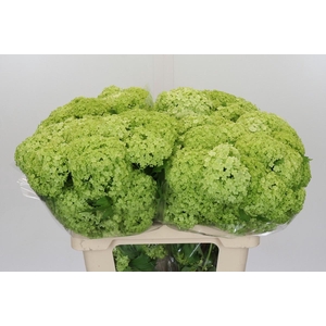 Viburnum Opulus Roseum