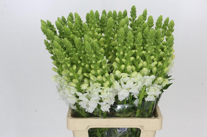 <h4>Antirrhinum Potomac White</h4>