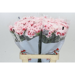 Dianthus St Misaki