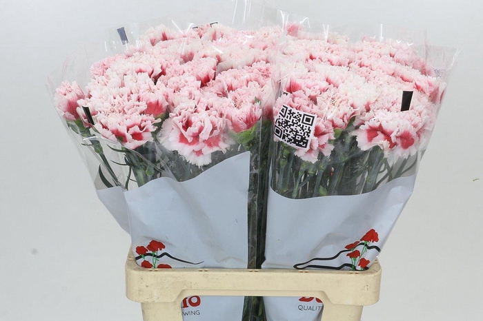 <h4>Dianthus St Misaki</h4>