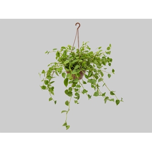 PEPEROMIA SCANDENS C21 VERDE