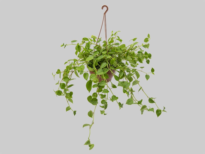 <h4>PEPEROMIA SCANDENS C21 VERDE</h4>