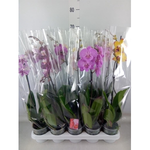 Phalaenopsis   ...mix