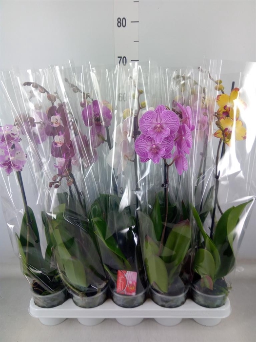 <h4>Phalaenopsis   ...mix</h4>