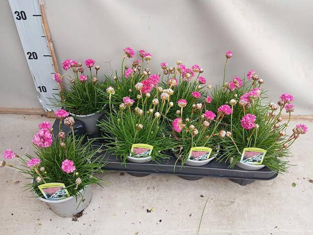 <h4>ARME MAR SPLENDENS</h4>