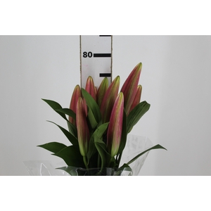 LIRIO CORVETTE 080 CM HT 2/3 FLS
