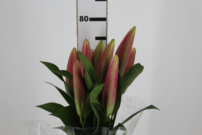 <h4>LIRIO CORVETTE 080 CM HT 2/3 FLS</h4>