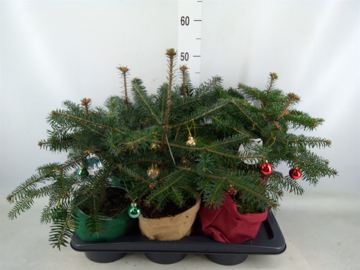 <h4>Abies nordman.</h4>