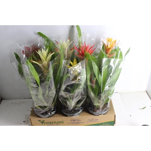 GUZMANIA VARIADA P14