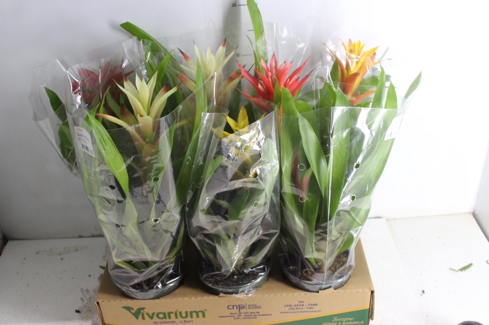 <h4>GUZMANIA VARIADA P14</h4>
