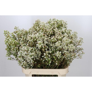 Chamelaucium Morning Delight