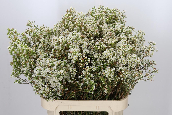 <h4>Chamelaucium Morning Delight</h4>