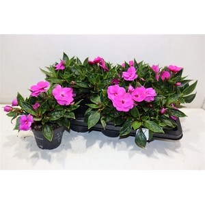 Impat Cel Purple