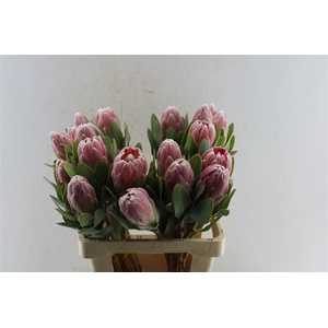 Protea Penny Pink