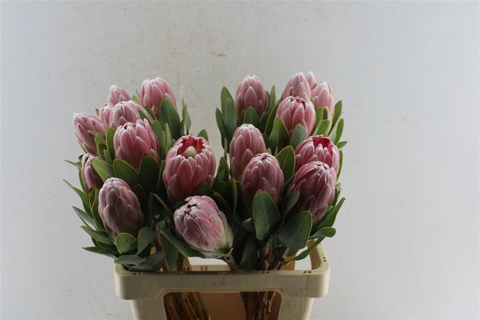 <h4>Protea Penny Pink</h4>