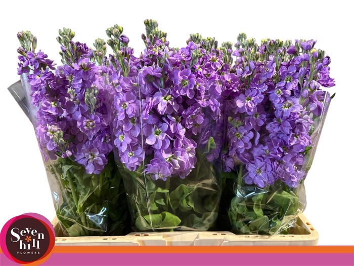 <h4>MATTH MATHILDA LAVEN</h4>