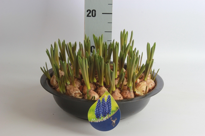 <h4>ARR MUSCARI</h4>