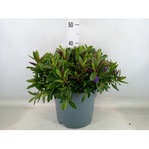Hebe  'Hebedonna Britta'