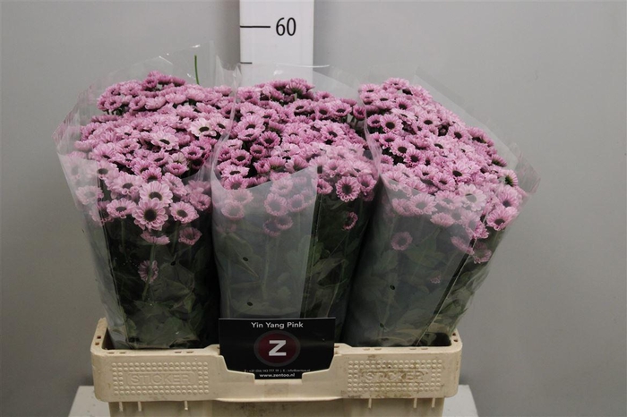 <h4>Chr S Yin Yang Pink</h4>