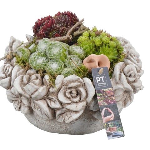 <h4>Opm Pt PTS2829 Sempervivum Beton Pot</h4>