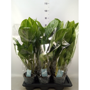 Aglaonema  'Stripes'
