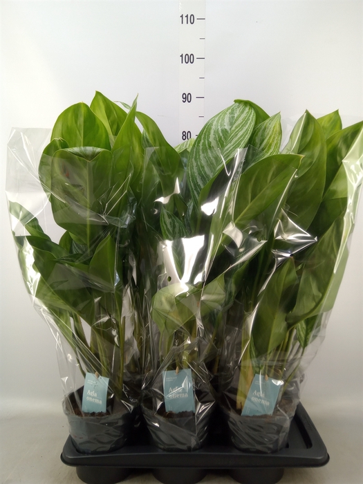 <h4>Aglaonema  'Stripes'</h4>