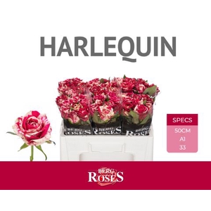 R Gr Harlequin Berg