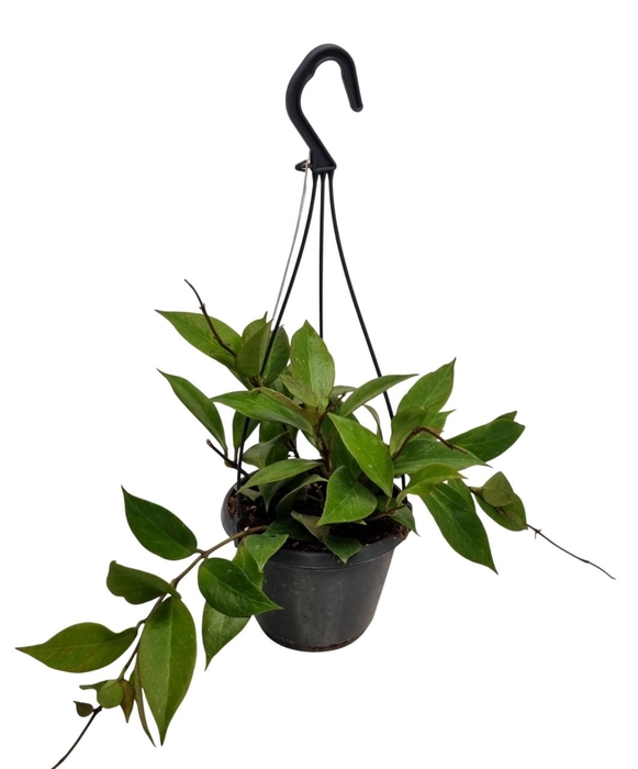 <h4>HOYA SUNRISE</h4>