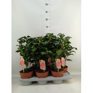 Camellia   ...mix 3