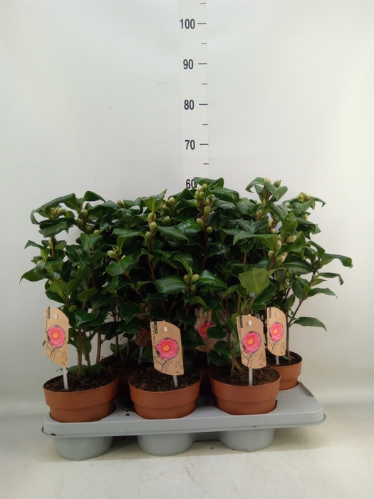 <h4>Camellia   ...mix 3</h4>
