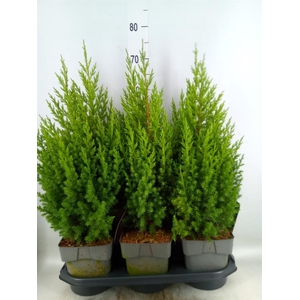 Juniperus chinensis 'Stricta'