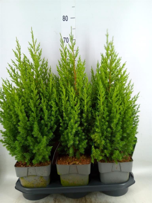 <h4>Juniperus chinensis 'Stricta'</h4>