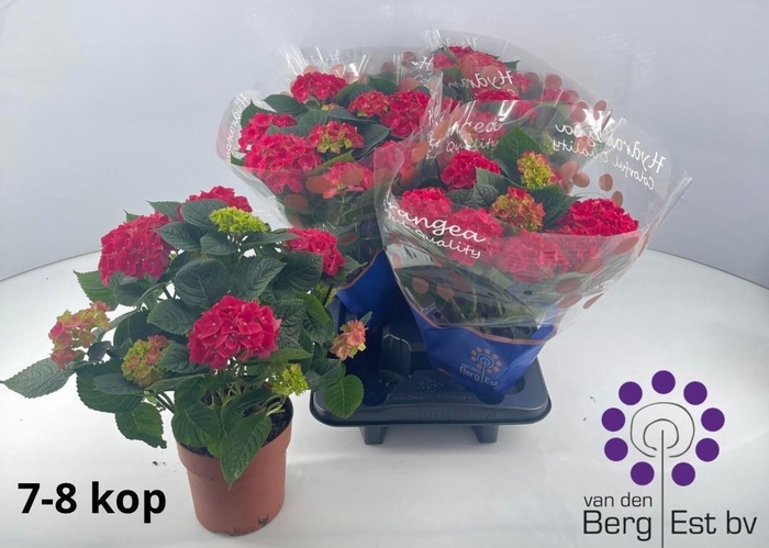 <h4>HYDR M SPEEDY RED</h4>