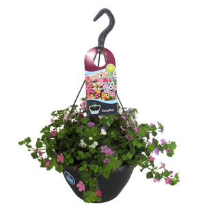 Hangpotten 27 waterreservoir Mix 13 Bacopa Trio