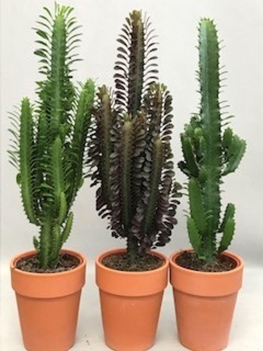 <h4>Euphorbia gemengd</h4>