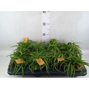Chlorophytum com. 'Bonnie'