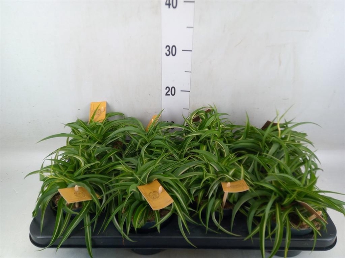 <h4>Chlorophytum com. 'Bonnie'</h4>