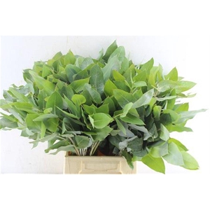 Euca Robusta Potlood Per Stem