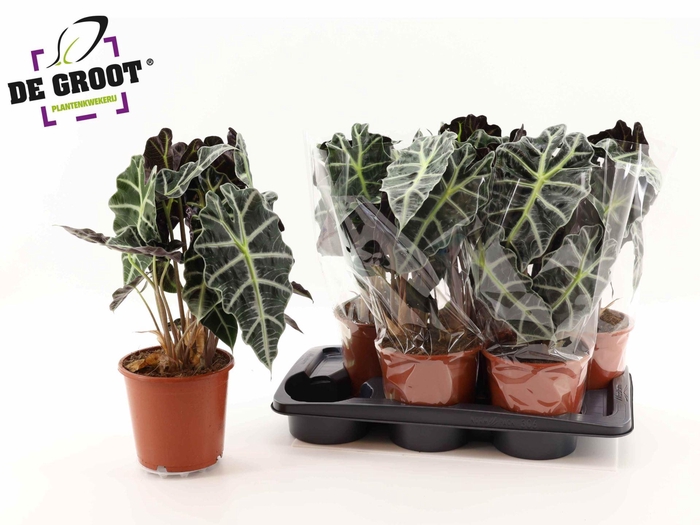 <h4>Alocasia 'Polly'</h4>