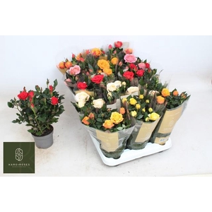 RO KORDAN GRANDE GEM