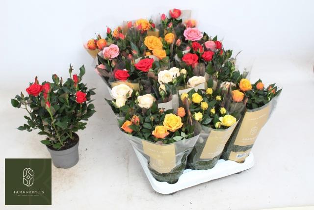 <h4>RO KORDAN GRANDE GEM</h4>