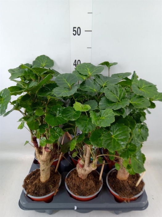 <h4>Polyscias   ...</h4>